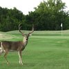 A view of green at Lago Vista Golf Course